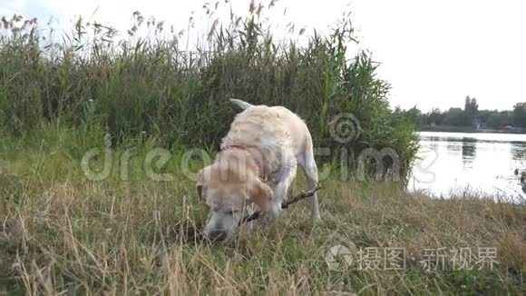 湿拉布拉多或金毛猎犬在户外咬木棍。 狗在河边或湖边玩大自然。 慢动作