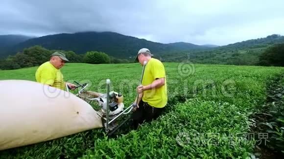 两个人在一个茶园里采茶，用自动切割器切割切割和组装茶叶