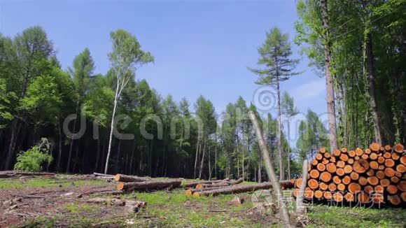 泰加森林砍伐视频
