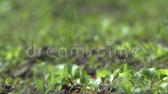 多风天气录像中的草莓灌木床视频