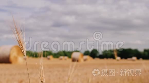 前景中的稻草蒸汽。 草地上的干草。 干草卷成一捆，准备装在农民的田地里