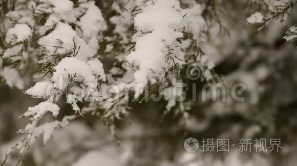 森林中积雪覆盖的树枝的特写视频