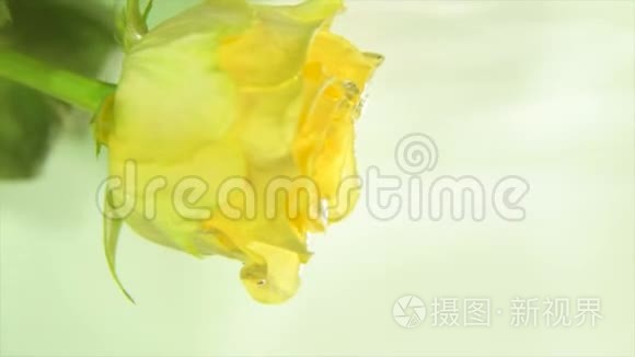 黄色玫瑰花蕾在流水中视频