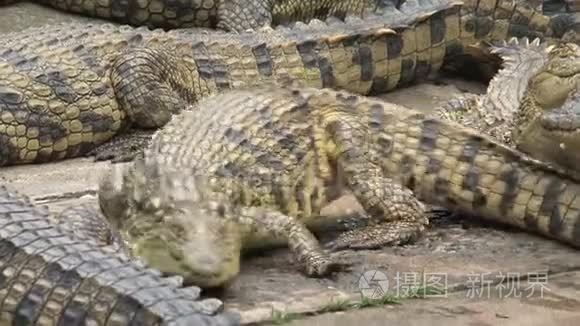 尼罗河鳄鱼群自己晒太阳视频