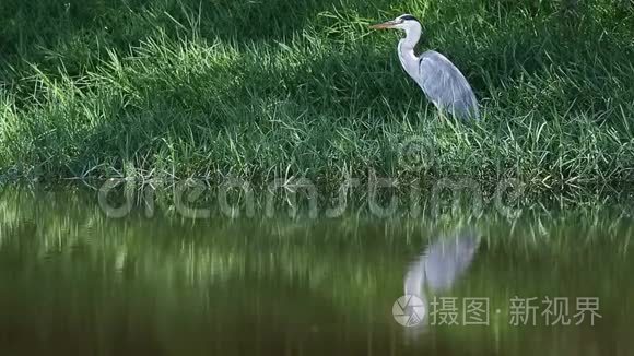 灰色的苍鹭，倒影在水中