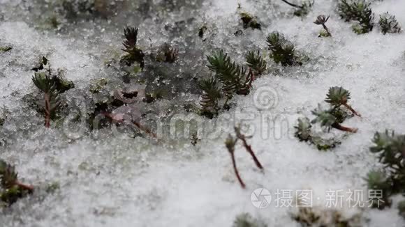 雪。有选择性聚焦的雪花。冬季设计理念。