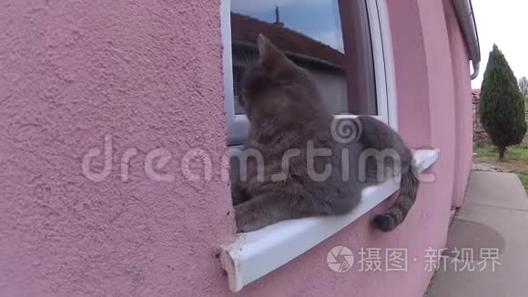 可爱的猫躺在窗户上，和它的主人玩耍和拥抱。