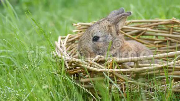 夏天或春天绿草上的手工窝或柳条篮子里的一周老灰兔的小可爱新生儿