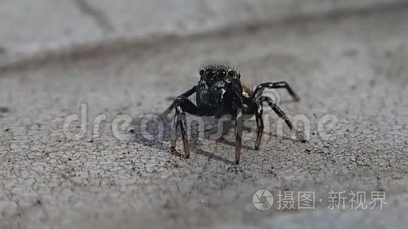 跳跃的蜘蛛摇动着脚趾头视频