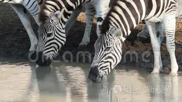 平原斑马喝酒视频