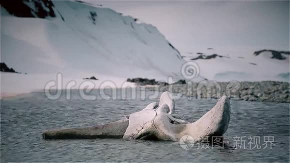 鲸鱼骨架的骨头视频
