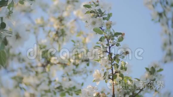 苹果开花，树枝开着白花，嫩叶，蓝天.. 晴天。