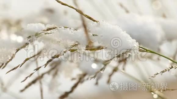 在干燥的草叶上慢慢融化初雪