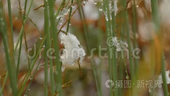 在干燥的草叶上慢慢融化初雪