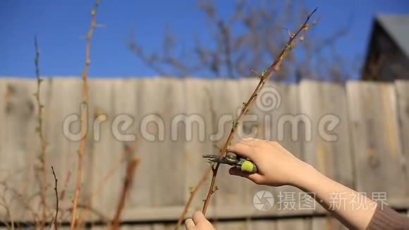 春天花园修剪果树和花园割枝视频