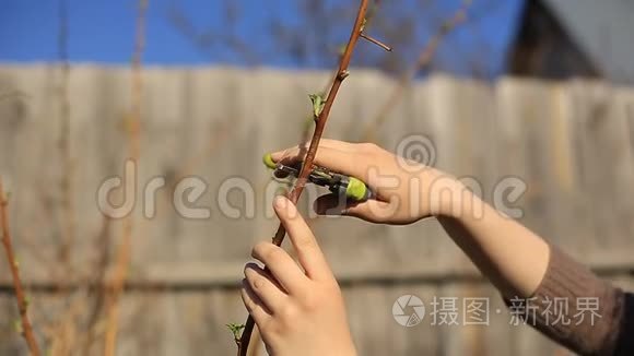 春天花园修剪果树和花园割枝视频