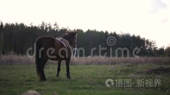 棕马在乡间草地上散步视频