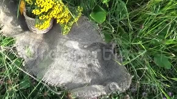 菜篮子中的草药用草本植物