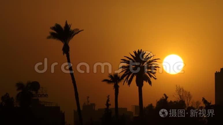 埃及和太阳从棕榈树和城市落下视频