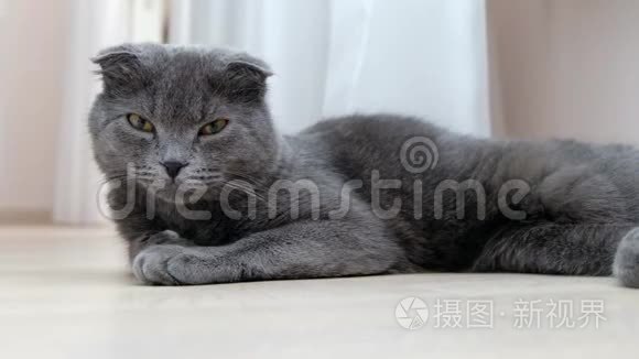 英国苏格兰折叠猫休息，看着镜头