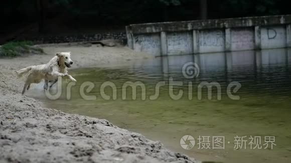 金毛猎犬在公园池塘里游泳视频