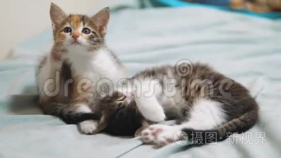 小猫痒跳蚤疥疮。 两只可爱的小猫宠物。 小猫概念生活方式