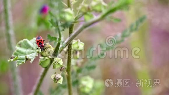 红火虫在大自然中以一种野生植物为食