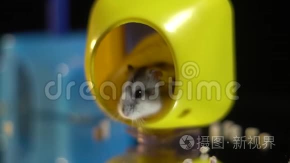 毛茸茸的仓鼠坐在一个黄色的塑料房子里，看着外面，散落在水槽里的干粮周围。