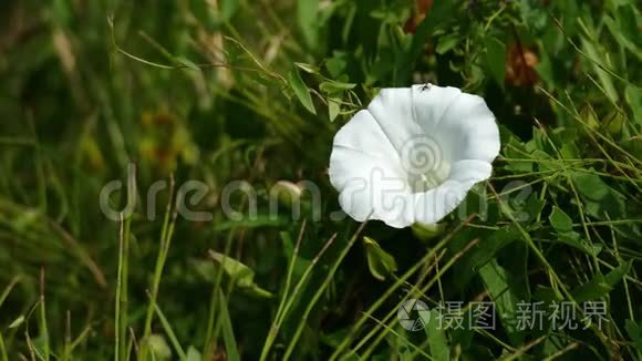 微风吹拂田野攀缘植物的白花视频