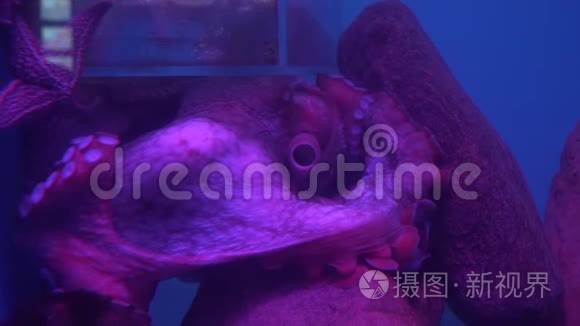 美洲巨猿dofleini也被称为巨型太平洋章鱼或北太平洋巨型章鱼股票录像