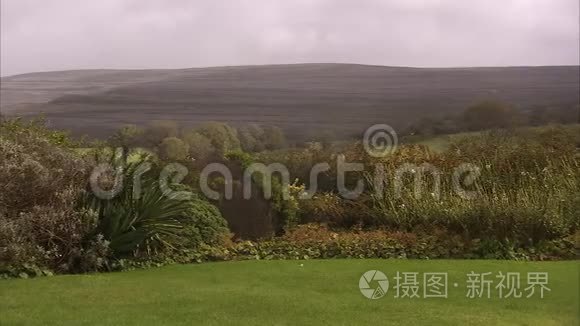 在爱尔兰风景上种植植物视频