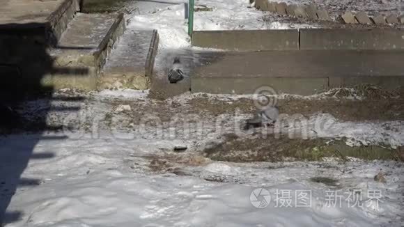 从鸟类的生命中视频