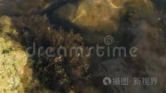 海中带着海藻和波浪的岩石视频
