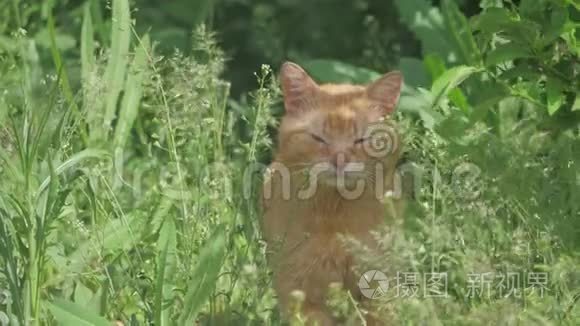 红色毛茸茸的老病人猫正坐在绿草中。 家猫坐在花园里。 家猫躲在