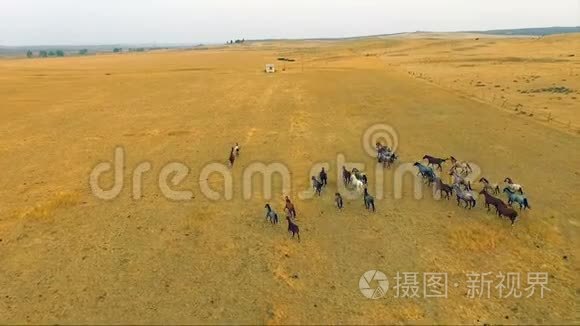 马群奔跑野生马群马术动物视频