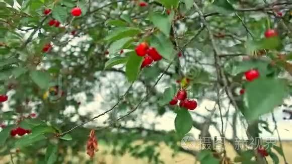 枝上的红甜樱桃视频