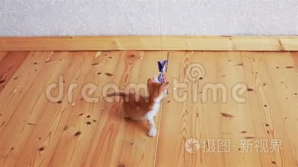 有趣的姜小猫试图抓住玩具。