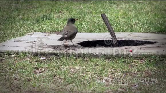 小池塘中的鸟饮水视频