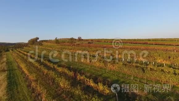 空中无人驾驶飞机观看五彩缤纷的葡萄园