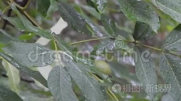 雨下的胡桃树视频