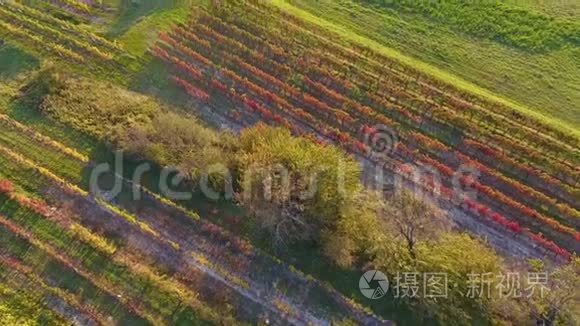 空中无人驾驶飞机观看五彩缤纷的葡萄园