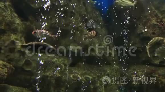 马尾松(Sargocentrondiadema)，通常被称为“冠松鼠鱼”