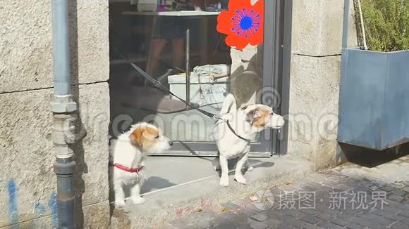 两只狗在精品店附近等主人视频