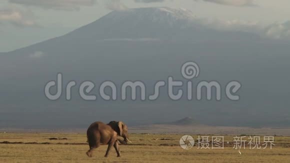 大象穿过非洲的风景