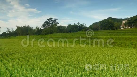 水稻稻田在干旱季节。 秋季绿叶黄稻田特写