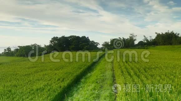 水稻稻田在干旱季节。 秋季绿叶黄稻田特写