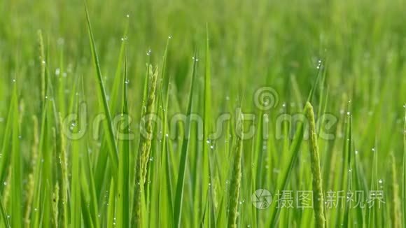 水稻稻田在干旱季节。 秋季绿叶黄稻田特写