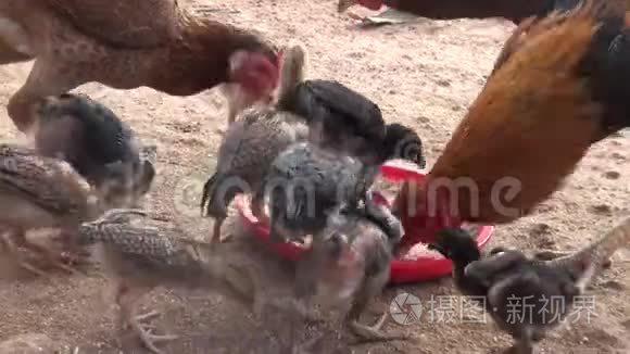 母鸡一家人在农场里吃饭视频