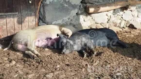 野猪睡在农舍的门廊下视频