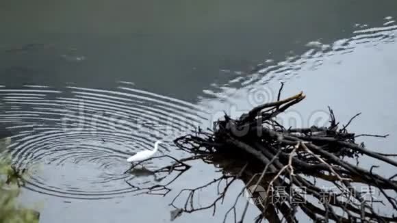 小白鹭在浅水里钓鱼视频